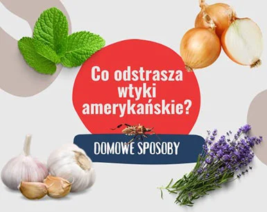 Co odstrasza wtyki amerykańskie?